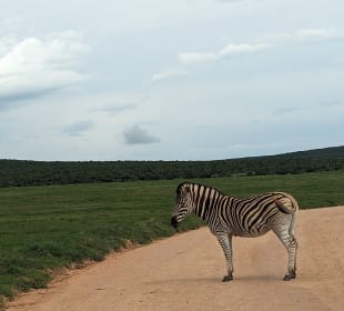 Addo Nationalpark 