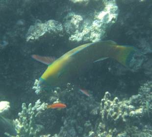 Unterwasserwelt Hausriff Arabia Beach