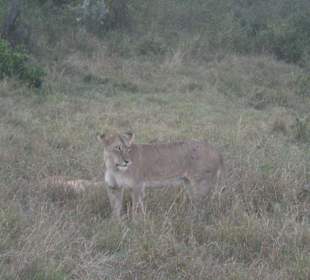 Masai Mara Löwin