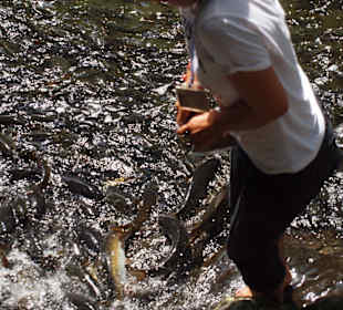 Fische, Fische, Fische