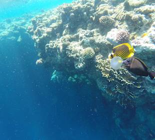 Домашний риф