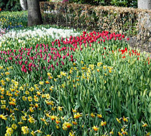 Blumenpracht im Keukenhof