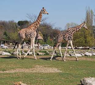 Die haben aber lange Hälse..