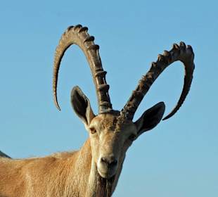 Male ibex
