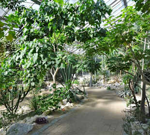 In den Gewächshäusern des Botanischen Gartens