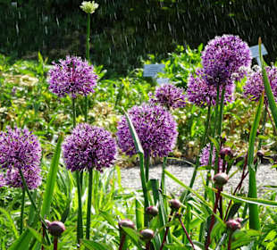 Eindrücke vom Rundgang durch den Berggarten