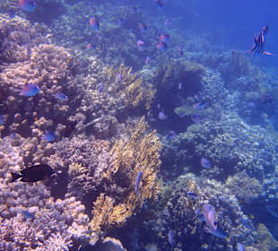 Fische beim Schnorcheln mit Thomas