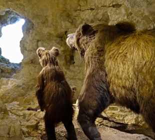 Bären in der Höhle wollen Winterschlaf beenden