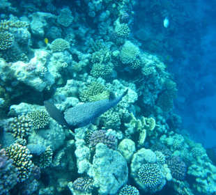 Igelfisch am Hausriff