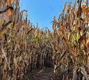 Bauer-Lipp Weiterstadt