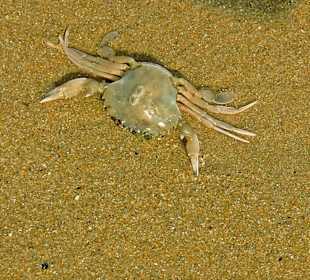 Krabbe am Strand