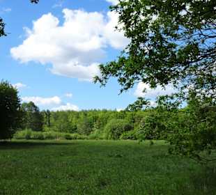 Eindrücke aus dem Stadtwald Oldenburg