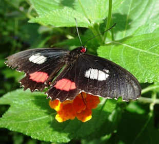 Rundgang durch den Jardin des Papillons