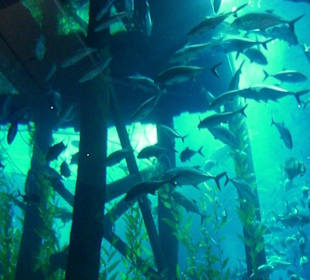 Fische schwimmen im Kreis