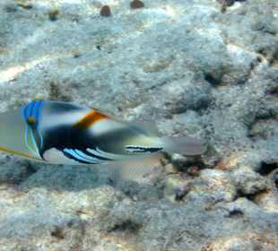 Picasso Drückerfisch