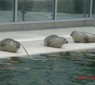 Ruhepause im Außenbecken