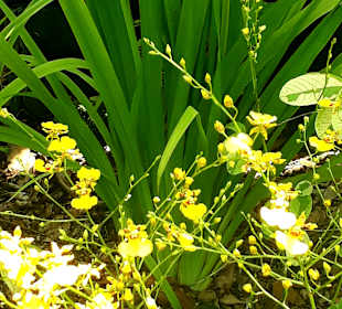 Orchideengarten