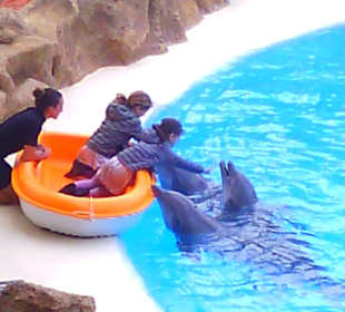 Ausflüge. Loro Park