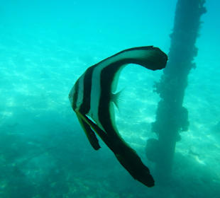 Mondfisch unterm Steg