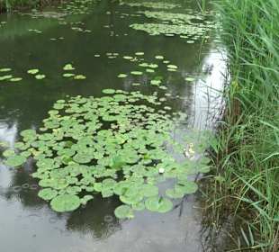 Fischlehrpfad Neu-Ulm