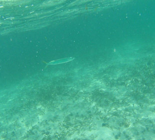 Fische beim Schnorcheln auf Saona