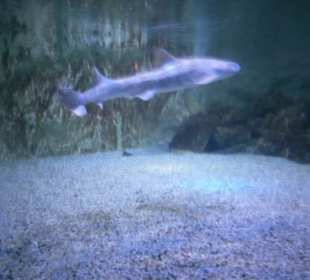 Haifisch