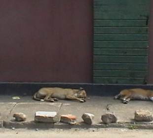 Stadtrundgang Dharga Town