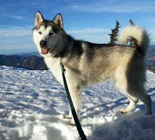Nanouk am Zwölferhorn