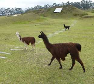 Lamas zahm, man konnte richtig nah ran