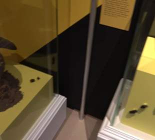 Museum für Naturkunde