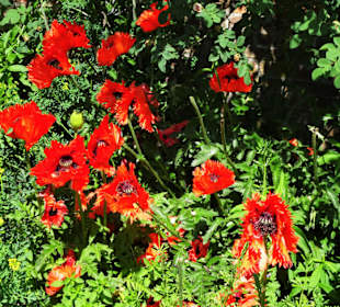 Sommeranfang im Schlossgarten Oldenburg