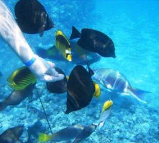 Wie Haustiere, gar nicht so scheu