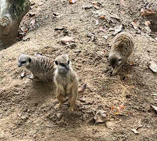 Erdmännchen