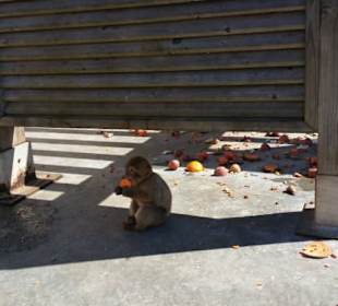 Noch einer an der Futterstelle