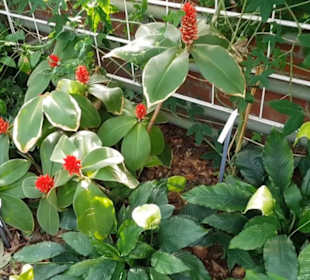 Botanischer Garten 