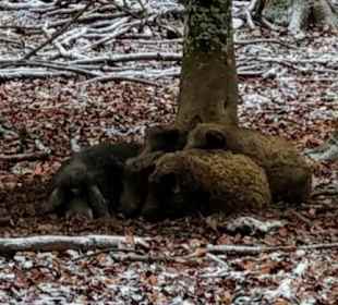Wildschweine