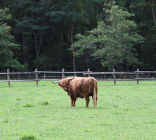 Rinder auf dem Parkgelände