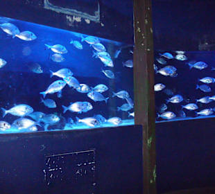 Sea Life Center
