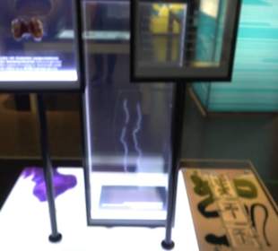 Museum für Naturkunde