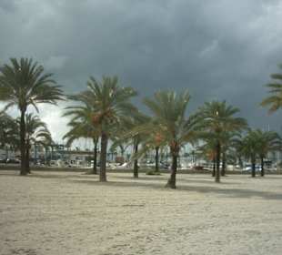Palmen und Hafen von El Arenal