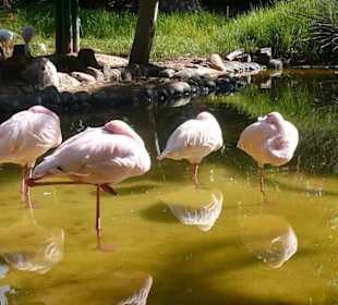 Flamingos