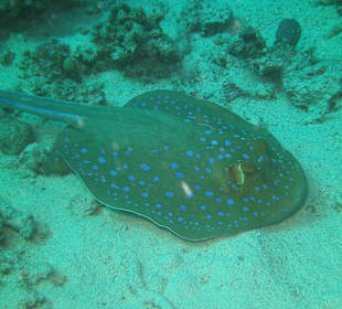 Tauchen bei der Dive Connection