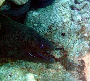 Muräne am Hausriff