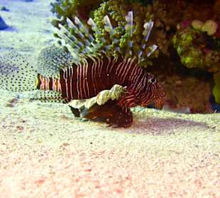 Schnorcheln Sahl Hasheesh