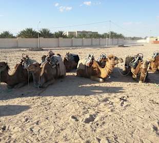 Mit den Schiffen der Wüste in die Sahara...