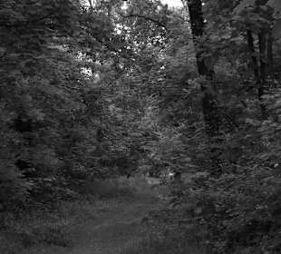 Sentieri ombreggiati