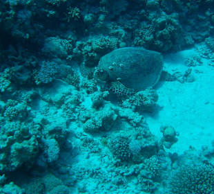 Tauchen Hurghada