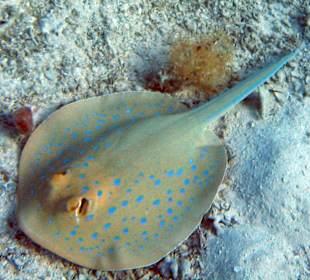 Schnorcheln Marsa Alam