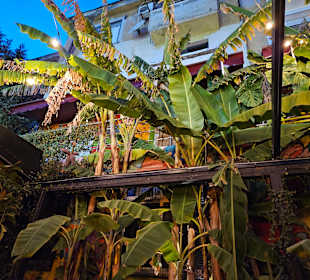 Palmen im Gastgarten