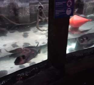 Sea Life
